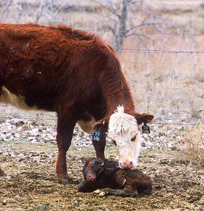 , 1983 Each bull is expected to contribute to the production Limitations: of 20 to 30 Fertility calves, measure so the fertility on that of given