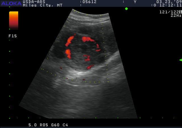 al. 2004 Day 30 70% Serum Progesterone vs CL Blood Flow Doppler Ultrasound Imaging of CL