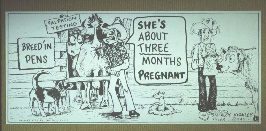 Trich Stress Bull Fertility BVD