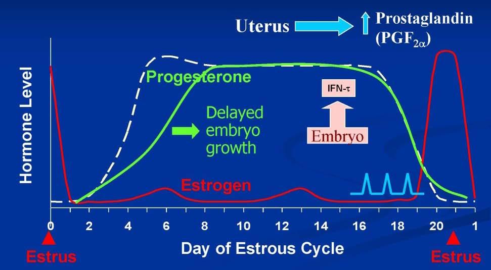 Recent Reciprocal ET Study Identified Key Elements of Fertility High Progesterone after