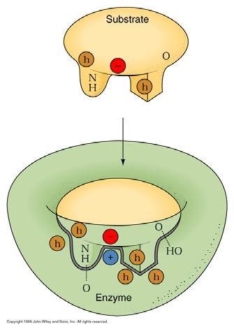 Enzyme Specificity Just as oxygen binds to hemoglobin at a very specific site (heme group), substrates (biochemical talk for reactant) bind very to enzyme sites called active sites to form