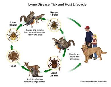 How Lyme