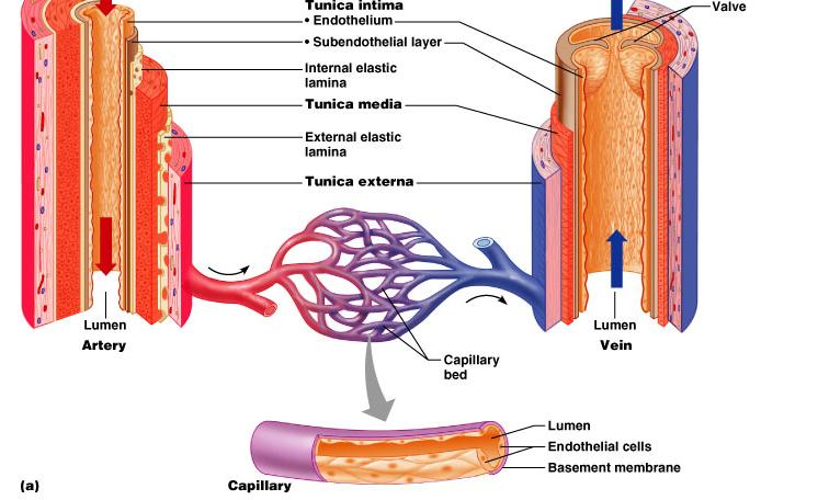 blood toward the heart Structure of Blood Vessels