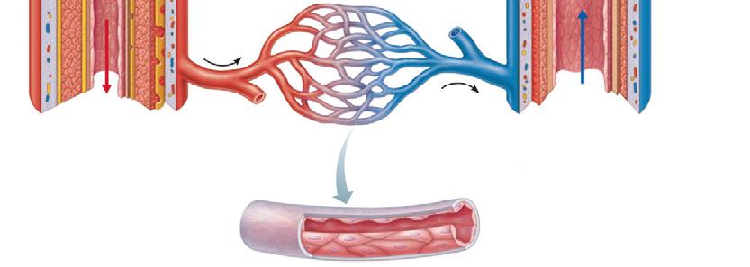 externa (collagen fibers) Valve Lumen Artery Capillary