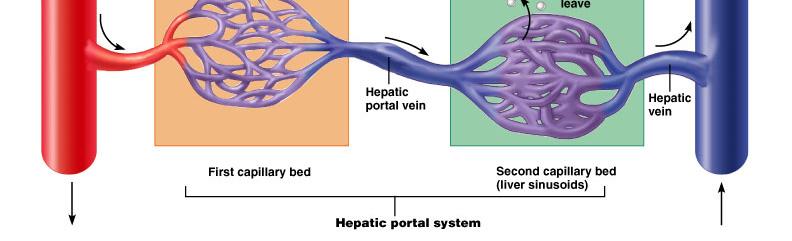the Hepatic Portal System Veins of the Hepatic Portal System Hepatic veins Liver