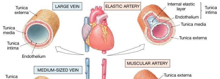 Histological Structure of Blood Vessels Types of Arteries Elastic