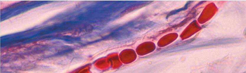 in the tissues Sympathetic nervous system Lumen Endothelium Tunica media (c) Small arteriole (285 ) Figure