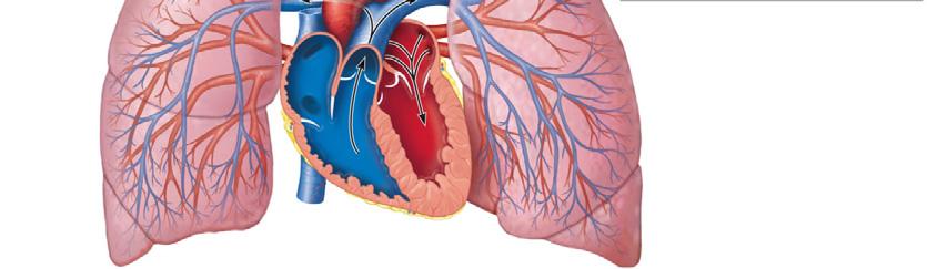 aorta Pulmonary trunk Left atrium Left ventricle Figure 20.