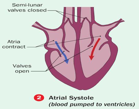 The order of steps in a heartbeat is, 1. Atrial Diastole 2.