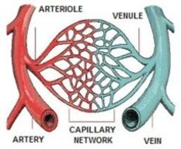 Blood Vessels Artery Arterioles