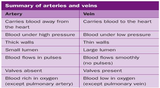 Summary of Arteries
