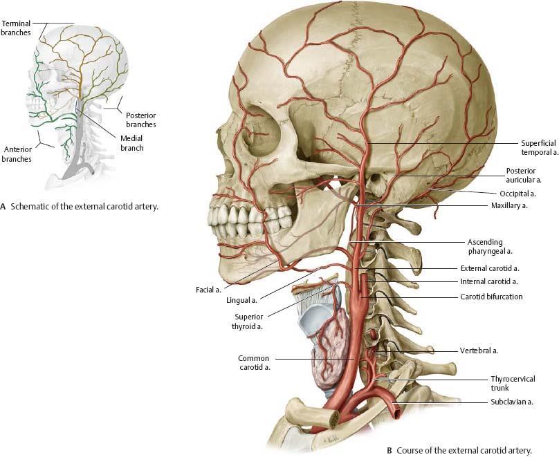 Branches of external carotid artery: 1) Superior thyroid artery 2) Lingual artery 3) Facial artery 4) Maxillary