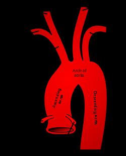 Development of the arteries Aortic arch 4 left forms arch