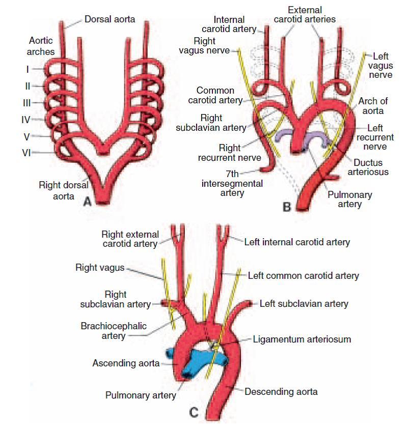 Development of the arteries dorsal end of ventral aorta external carotid artery I and II aortic arches reduce III aortic arch common, external and