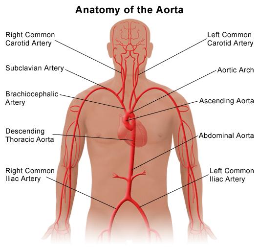 The right and left dorsal aorta fuse caudal to