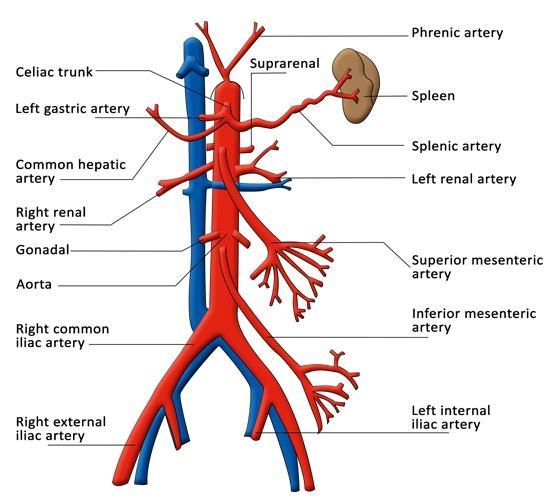 Branches of dorsal aorta descending aorta (thoracic and abdominal parts of aorta): #1 - ventral vitelline