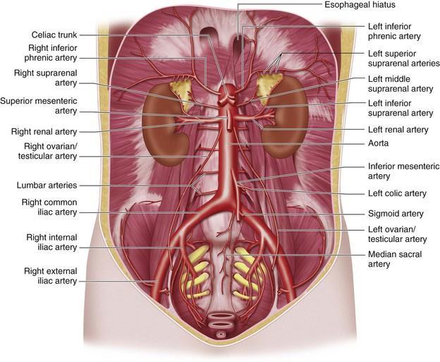 Branches of dorsal aorta descending aorta (thoracic and abdominal parts of