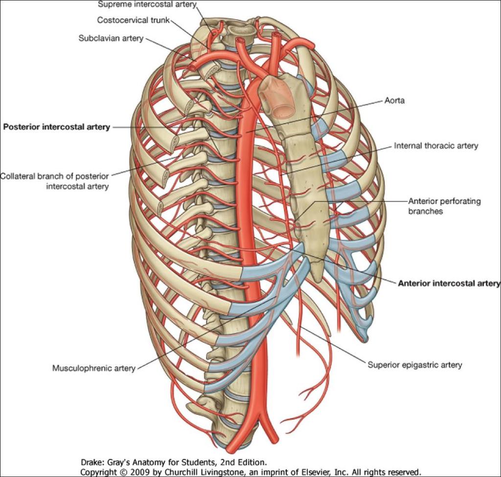 Branches of dorsal aorta descending aorta (thoracic and abdominal parts of aorta):