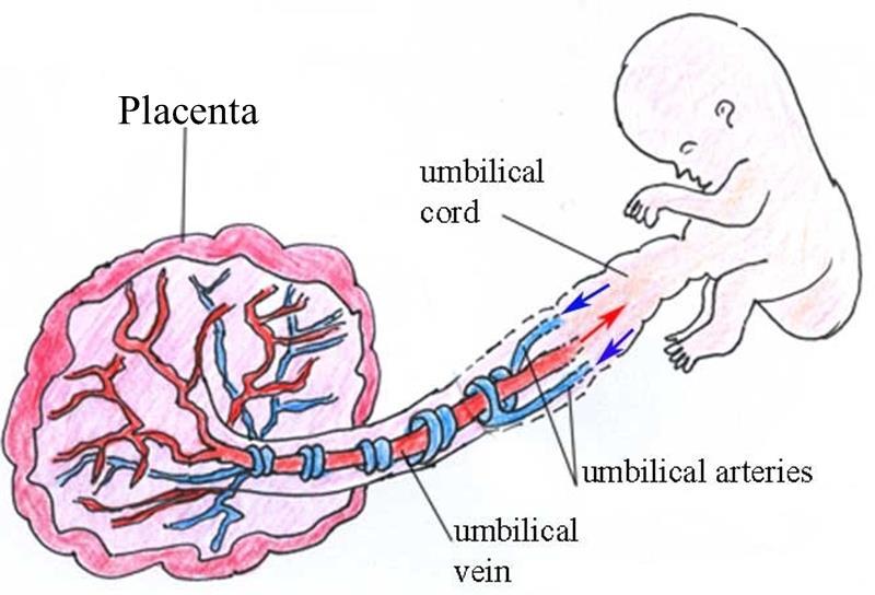 Arteries - blood vessels that conduct arterial blood from