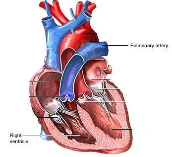 Pulmonary arteries conduct venous blood from right ventricle