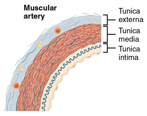 Arteries Muscular arteriesmost of the arteries -