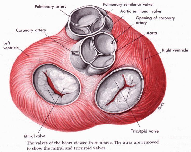 Semilunar cusps Aortic valve between left ventricle and