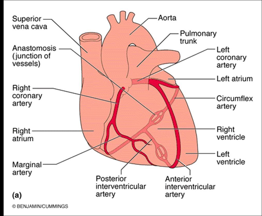 Coronary arteries Left coronary artery: - Anterior interventricular artery - Circumflex artery