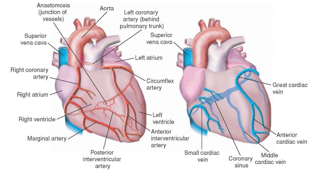 Venous drainage of the heart: - Small veins (venae cordis minimae) directly