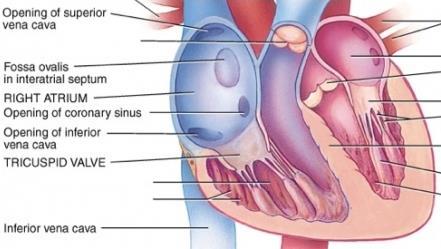 Coronary veins (accompany coronary arteries) that form coronary sinus opened