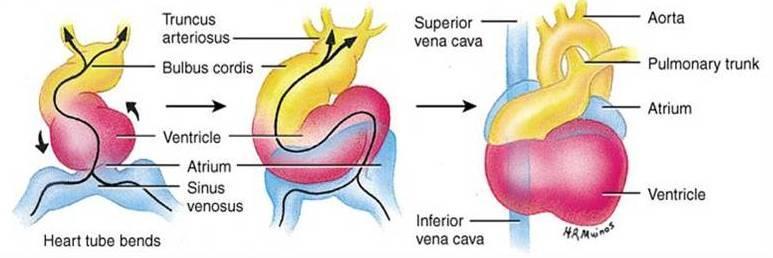 Development of the heart Venous sinus moves up and back