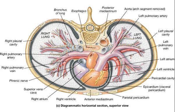 Development of the pericardium