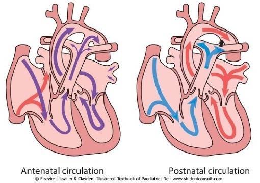 Circulatory
