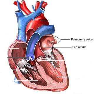 Veins - blood vessels that conduct venous blood from organs and tissues to heart atrium Exceptions: 1) Pulmonary