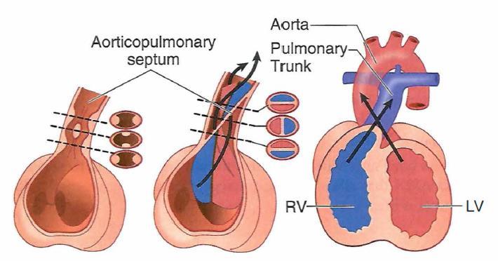 Partition of truncus arteriosus Longitudinal partition partition of aorta