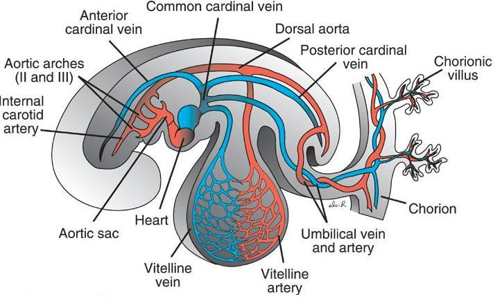 Development of the arteries Ventral aorta (paired) Blood of the embryo flows from