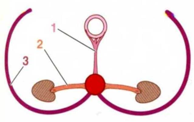 Dorsal aorta descending aorta (thoracic and abdominal parts of aorta) branches: 1)