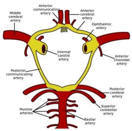 Arterial blood supply of