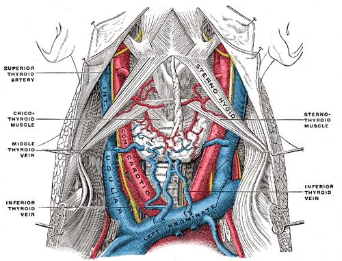 Arterial anastomoses of the neck - between left and right