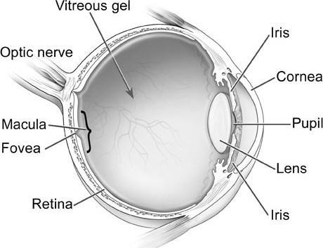 (cornea, corpus vitreum, lens) -