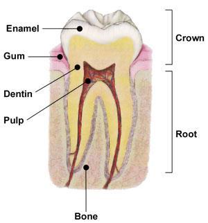 endothelium - dentin and enamel