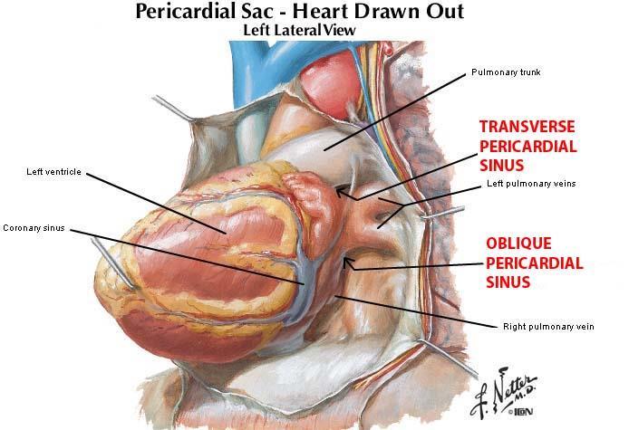 1. Transverse pericardial sinus - a space posterior to the ascending aorta and pulmonary trunk and anterior to the superior vena cava and pulmonary veins - it separates the great arteries from the