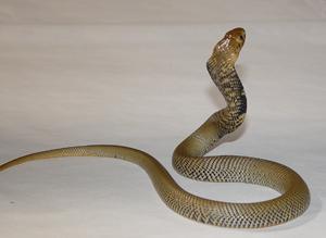 Fezi, Mozambique Spitting Cobra Global region in which snake is found Sub-Saharan Africa