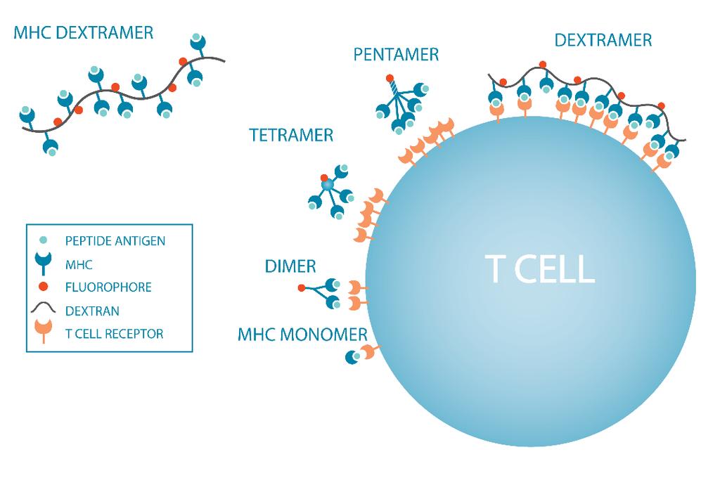ABOUT IMMUDEX Based in Copenhagen, Denmark, with North American operations based in Fairfax, Virginia, Immudex provides MHC Dextramers for the monitoring of antigen-specific T cells.