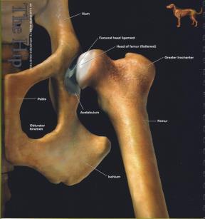 Common Orthopedic Conditions of the Canine Pelvic Limb Hip dysplasia Hip luxation Hip fractures Cranial cruciate (ACL) ligament disease Iliopsoas strain (hip flexor) Medially luxating patella (MPL)