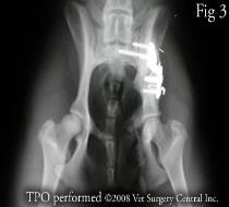 down to standing Unexplained aggressiveness Hip Dysplasia Treatment Veterinary - surgical Triple pelvic osteotomy (TPO) Femoral head and neck ostectomy (FHO)