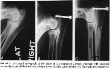and heat in the caudal elbow Radiographs Treatment Veterinary Surgical fixation of the bony fragment