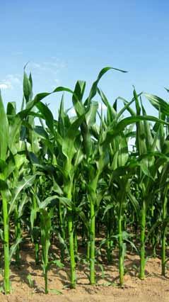 Nitrogen absorption Grain yield Tiller foundation Dry matter Grain
