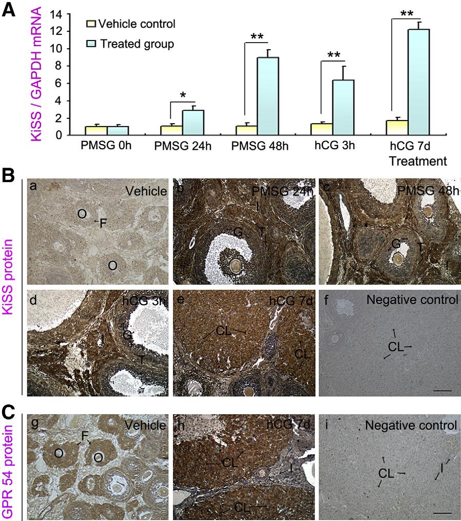 Fertility and Sterility FIGURE 1 Expression of KiSS-1 and GPR54 in ovaries of immature rats treated with gonadotropin.