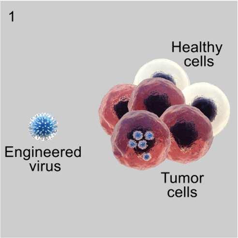 activated by GM-CSF CD4+ helper T cell 4 T-VEC Tumour cells Tumour cell lysis TDAs TDAs CD8+ cytotoxic T cell Distant dying