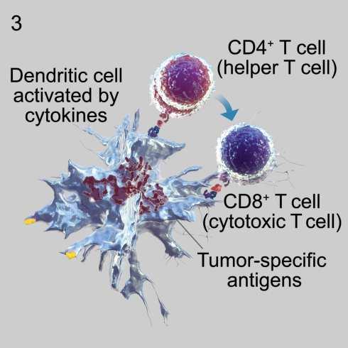 response 3,5,6 Death of distant cancer cells 5 8 1. Hawkins LK, et al. Lancet Oncol 2002;3:17 26; 2. Fukuhara H, Todo T.